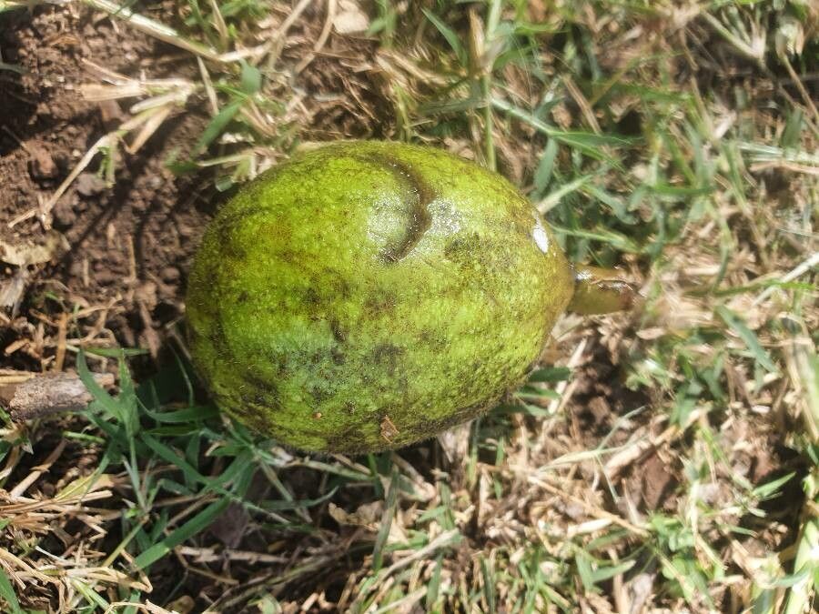 Ficus vallis-choudae fruit