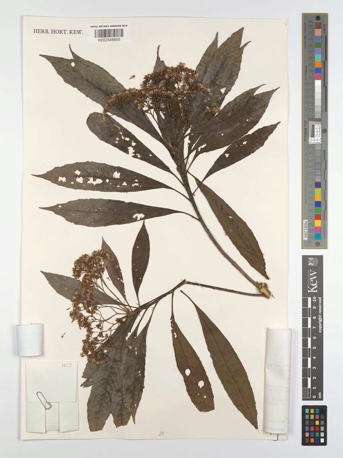 Vernonia ampandrandavensis — search result for 'Vernonia'