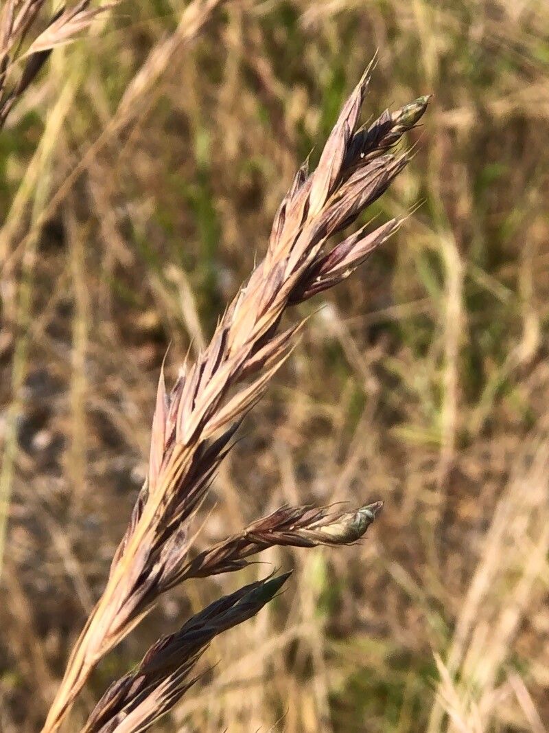 Lolium arundinaceum fruit