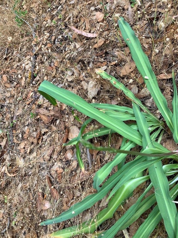 Chlorogalum pomeridianum leaf