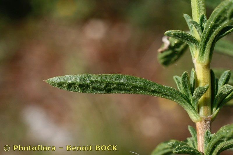 Sideritis algarviensis — related species from the same genus