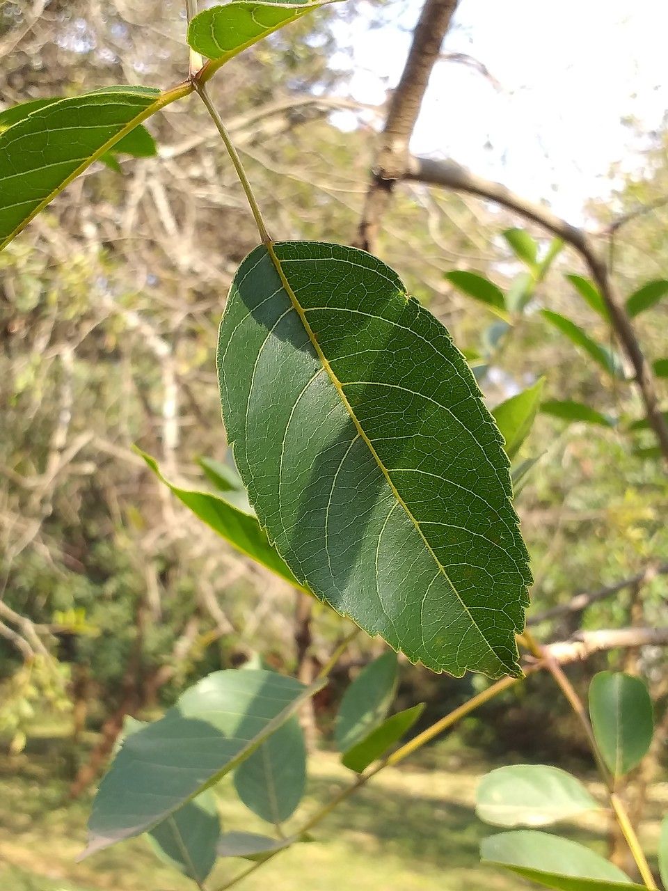 Antiaris toxicaria leaf