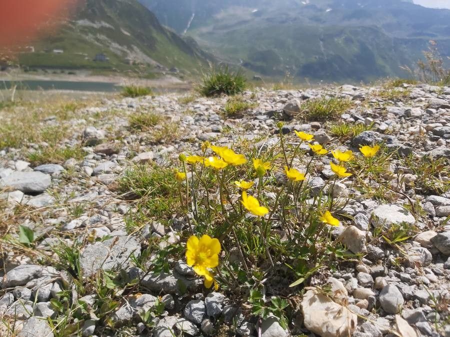Ranunculus breyninus flower