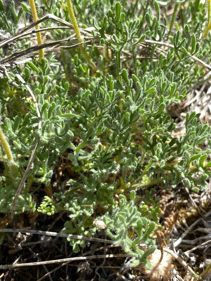 Erigeron compositus — search result for 'Erigeron'