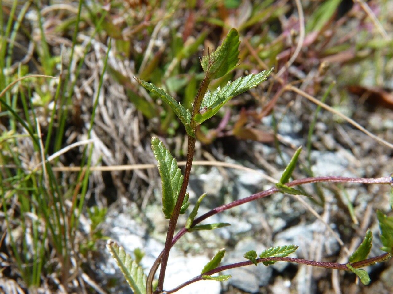 Rhinanthus glacialis