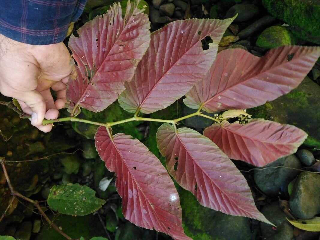 Begonia convallariodora leaf