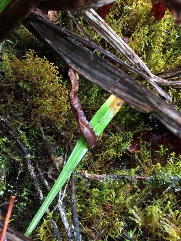 Cynorkis paradoxa — houseplant care guide