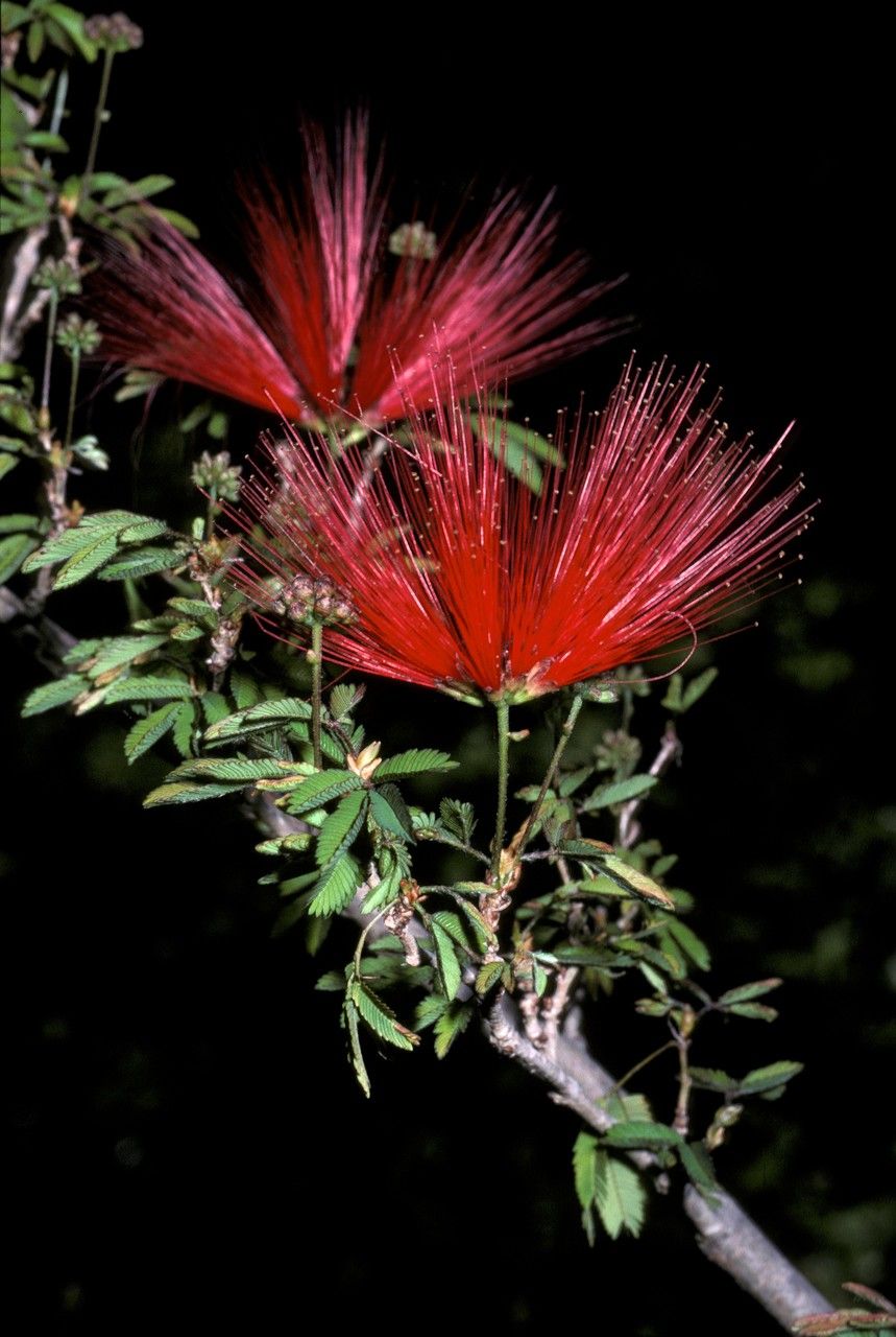 Calliandra myriophylla — houseplant care guide