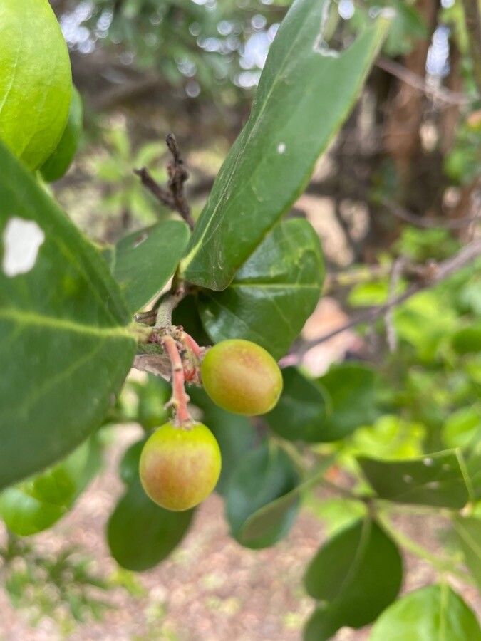 Acokanthera schimperi fruit