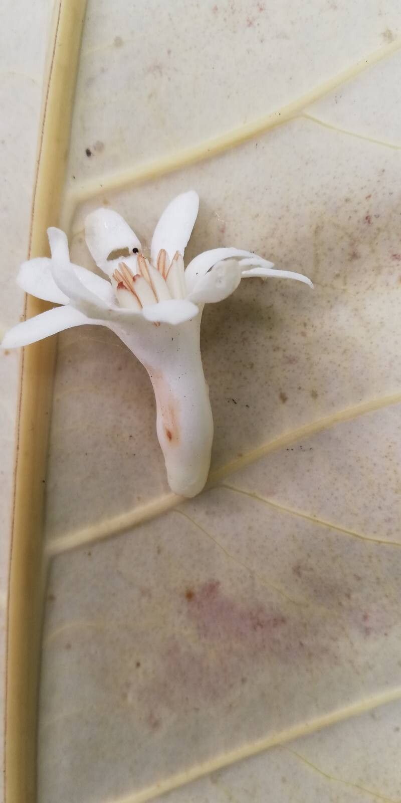 Anthocleista liebrechtsiana flower