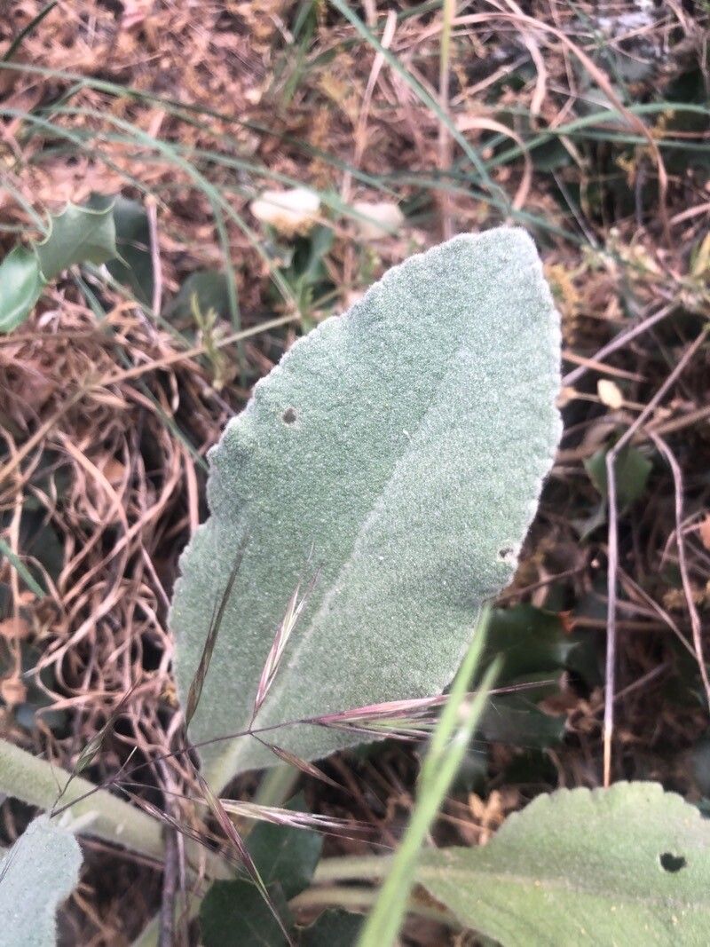 Verbascum rotundifolium — search result for 'Verbascum'