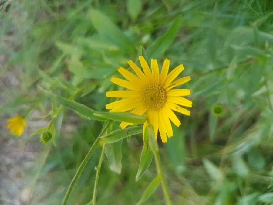 Buphthalmum salicifolium flower