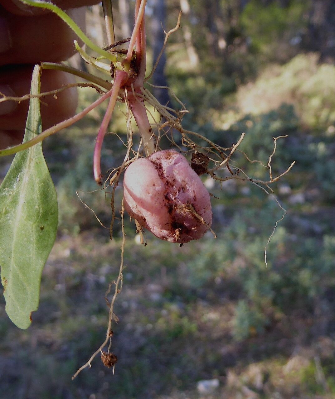 Aetheorhiza bulbosa other