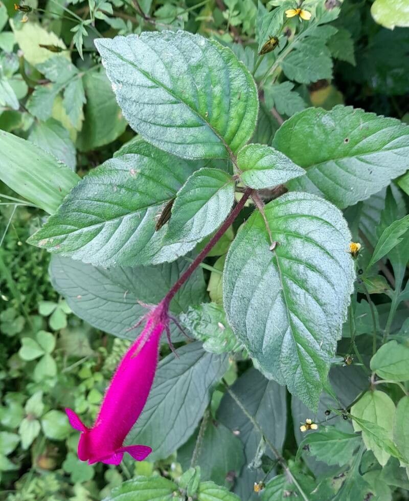 Gloxinia gymnostoma habit