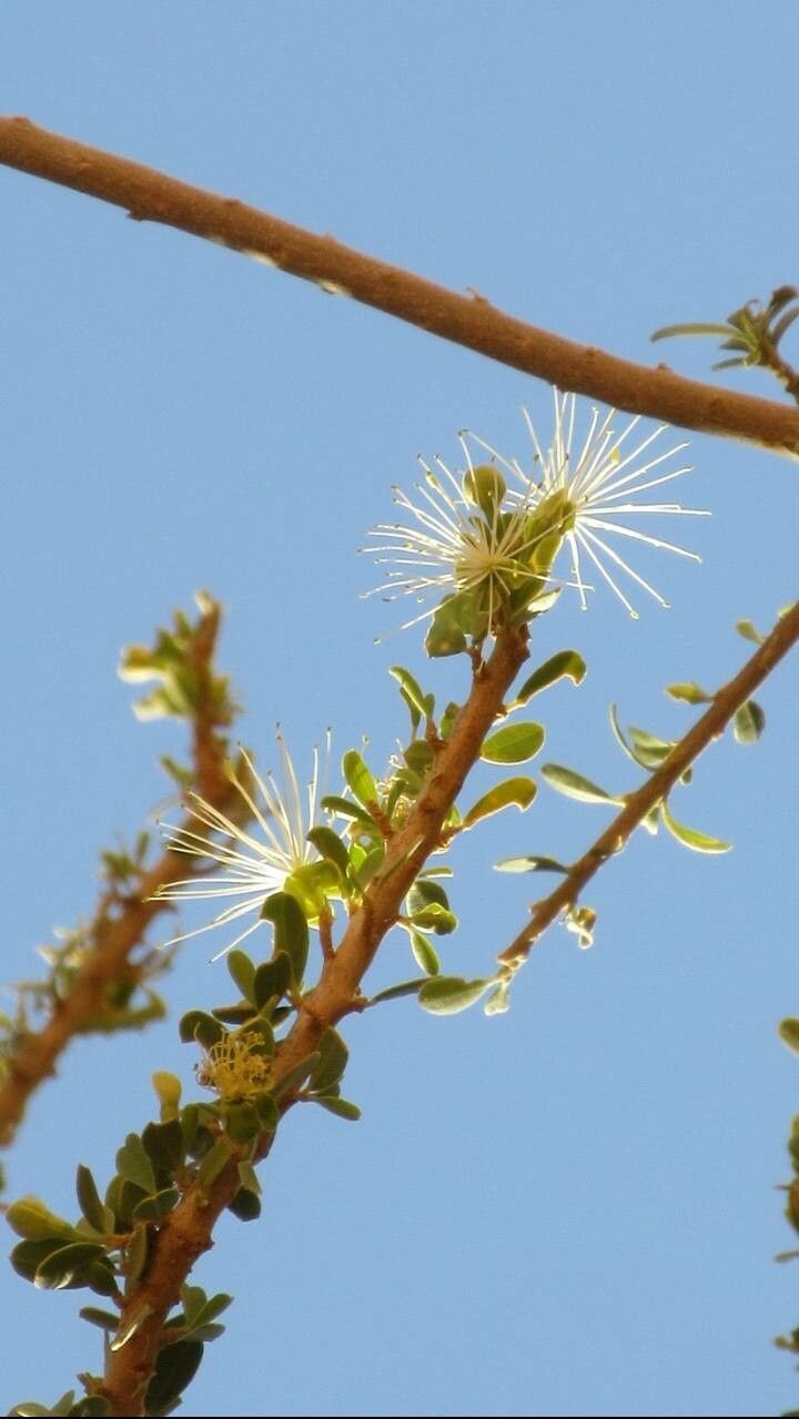 Maerua crassifolia flower