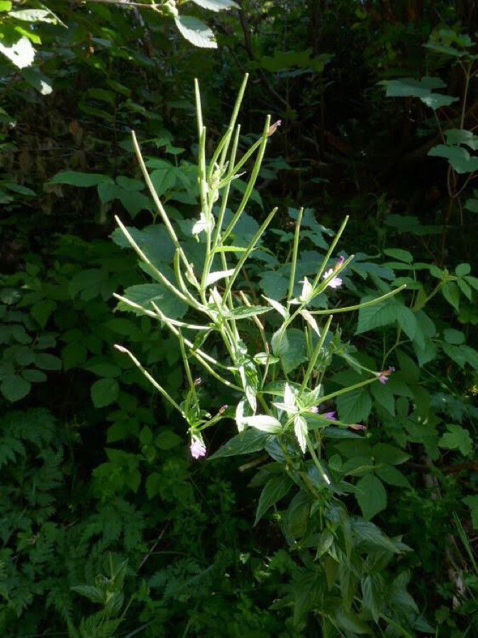 Epilobium alpestre fruit