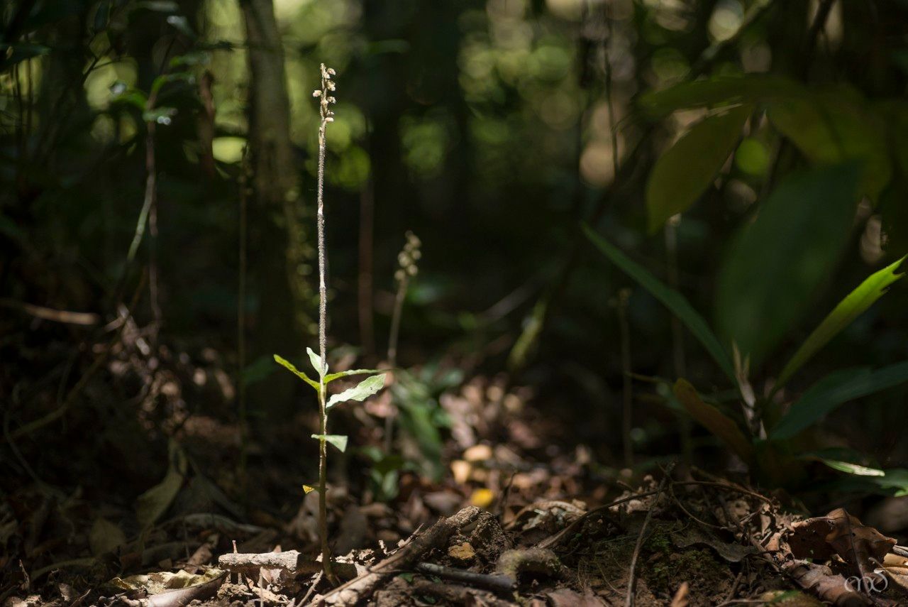 Zeuxine vieillardii habit