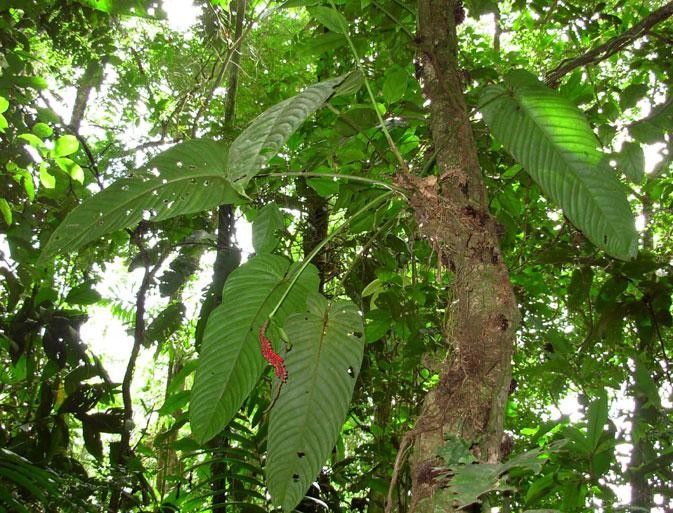 Anthurium cuspidatum bark