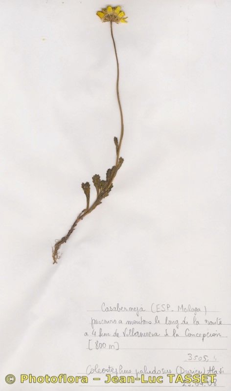 Coleostephus paludosus — related species from the same genus