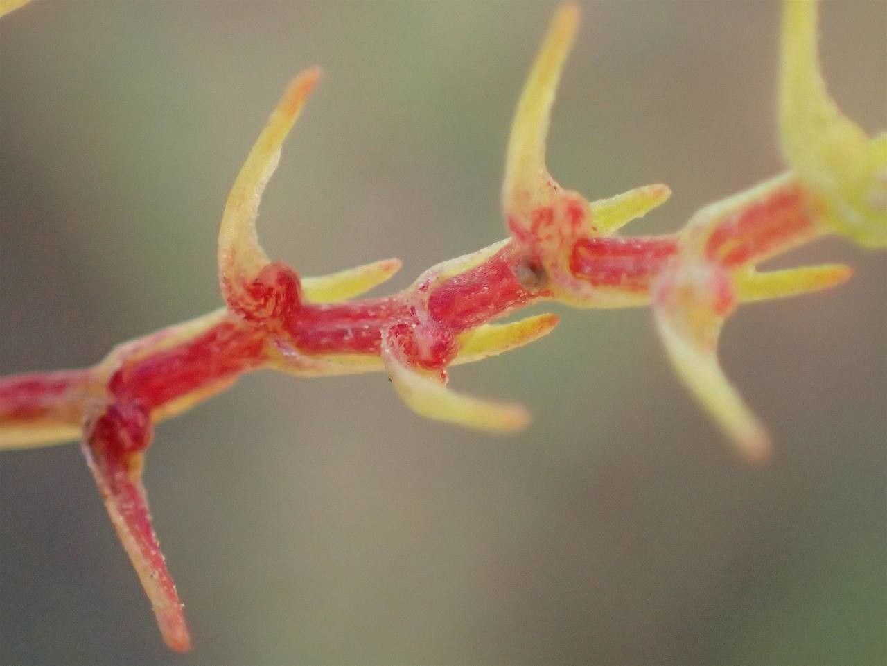 Centranthus calcitrapa flower