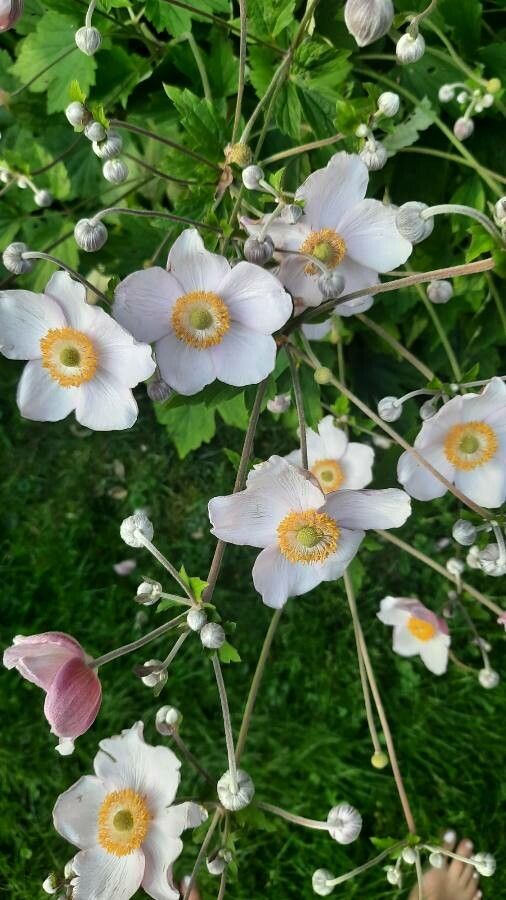 Anemone hupehensis flower