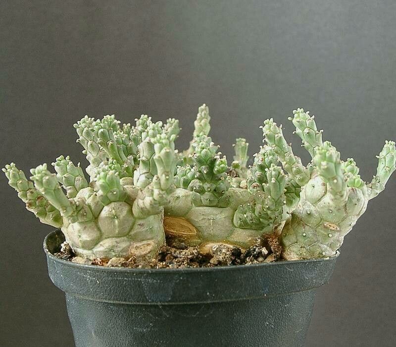 Euphorbia brevirama — houseplant care guide
