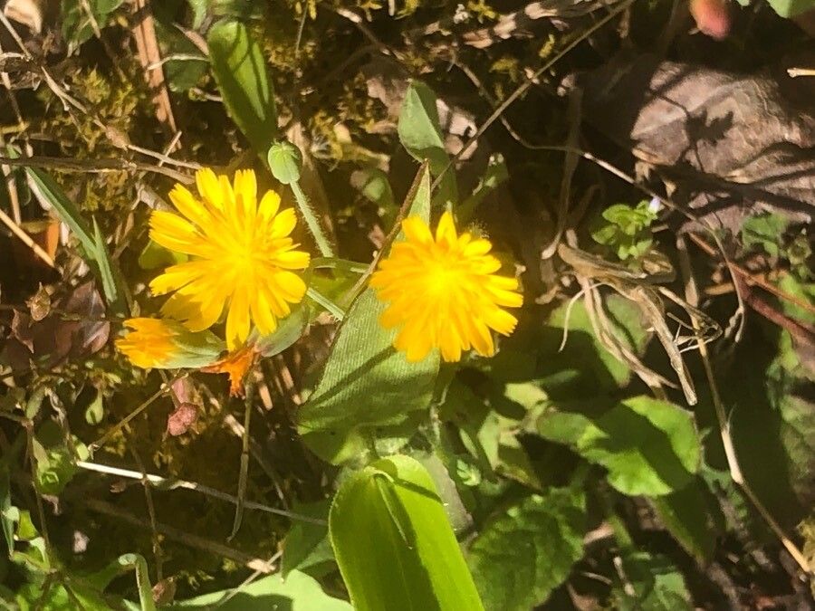 Krigia virginica flower