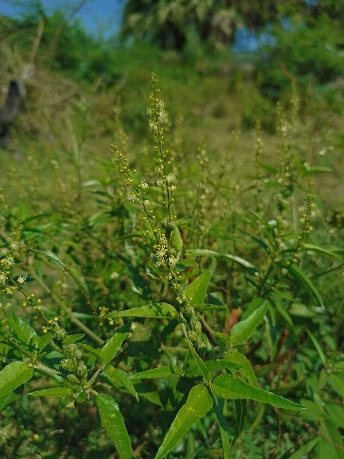 Croton bonplandianus fruit