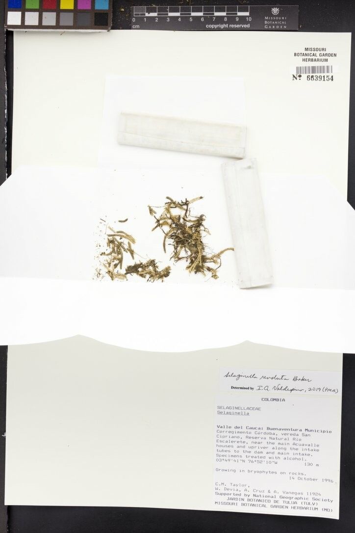 Selaginella revoluta — houseplant care guide