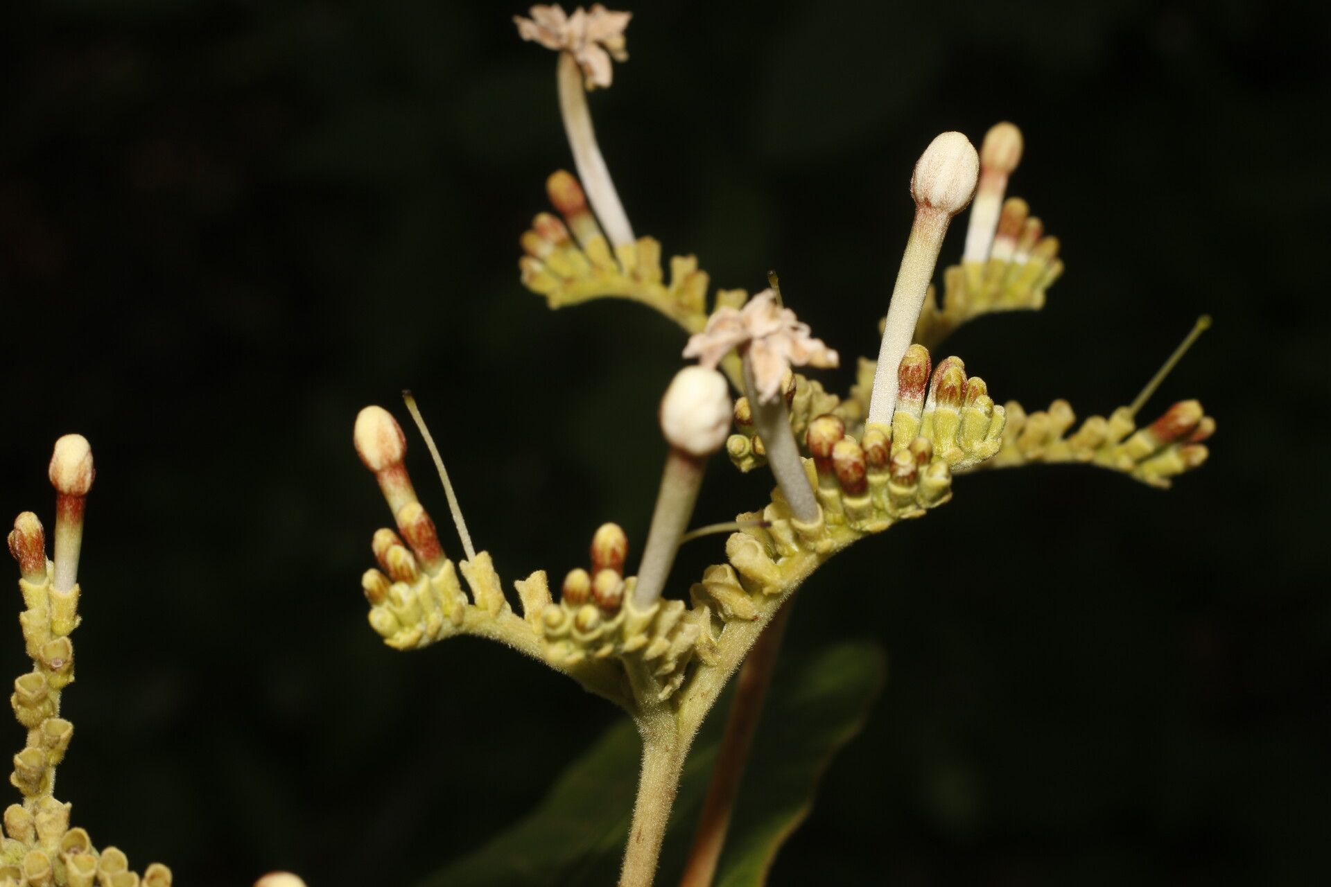 Guettarda combsii flower