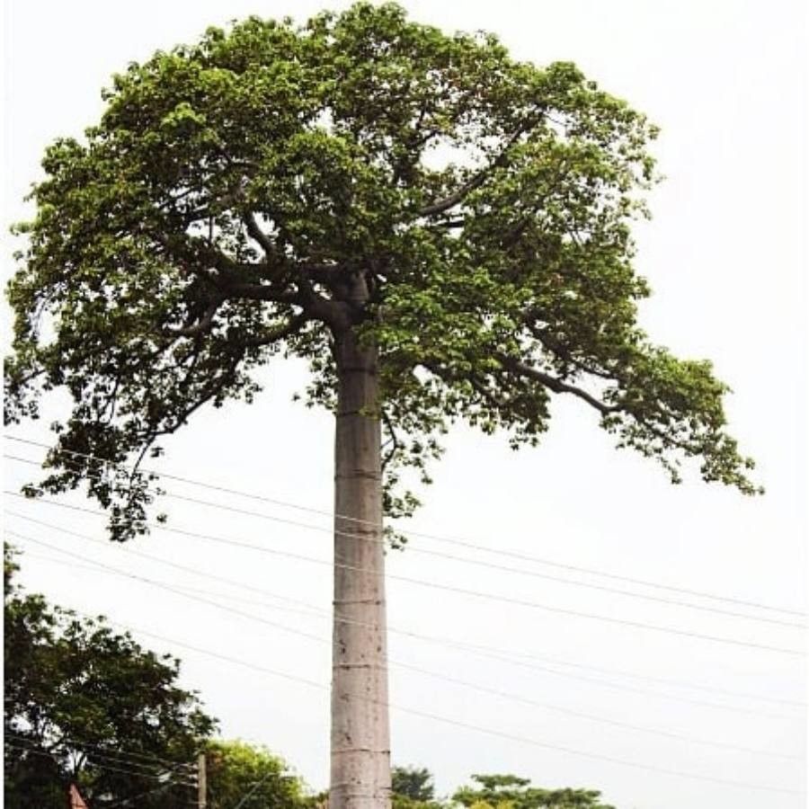 Cavanillesia platanifolia — unique fruits houseplant