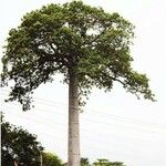 Cavanillesia platanifolia