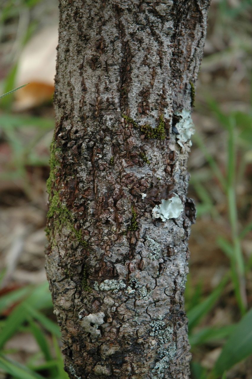 Alphitonia ponderosa bark