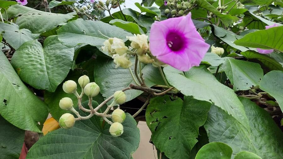 Argyreia nervosa flower