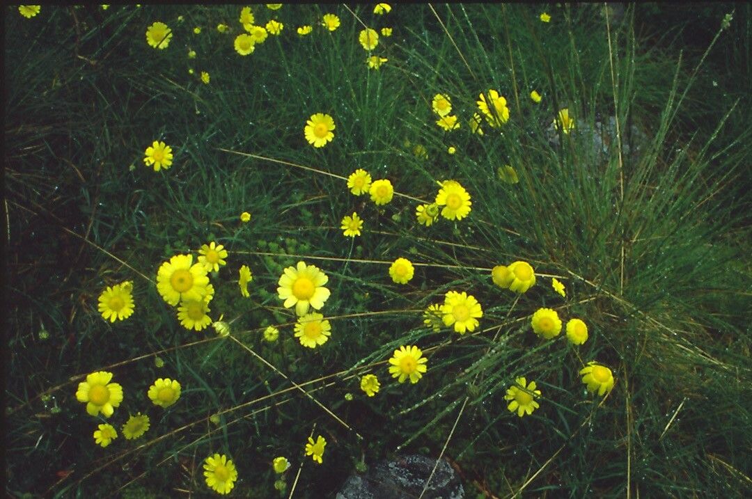 Leucanthemopsis flaveola flower