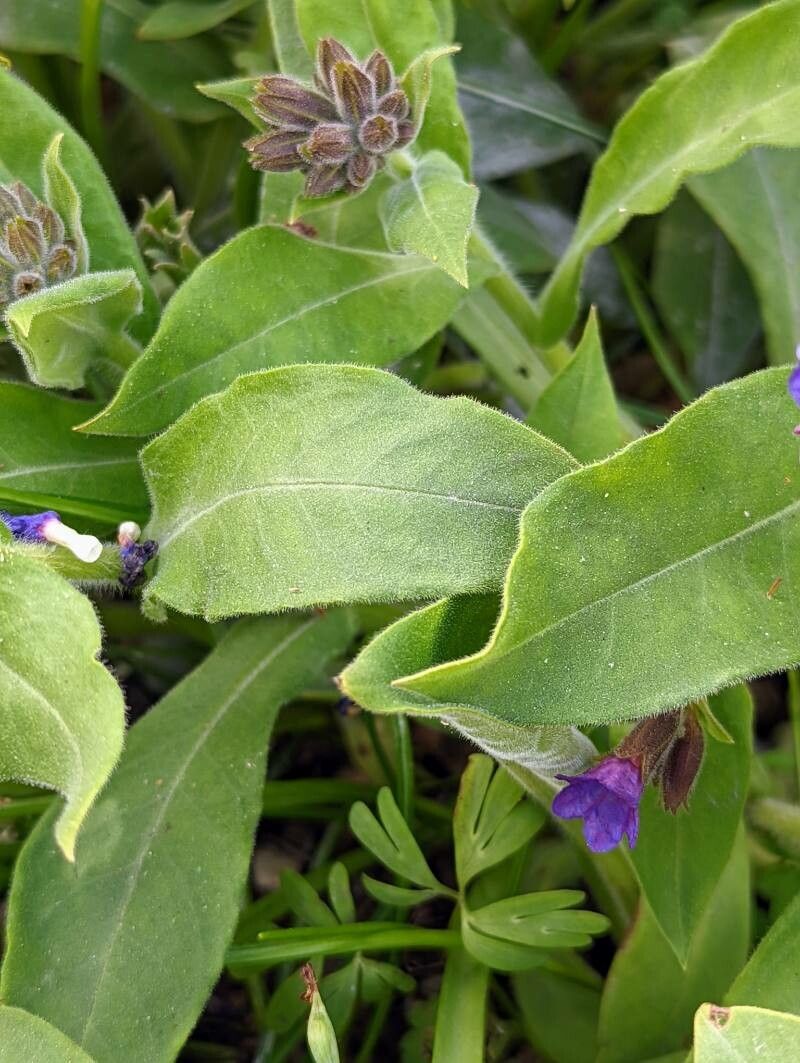 Pulmonaria mollis — search result for 'Pulmonaria'