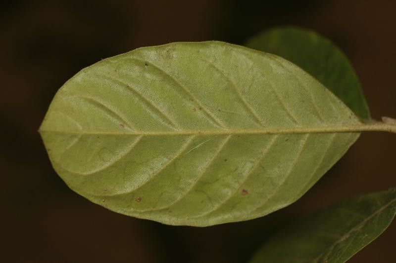 Siparuna decipiens — houseplant care guide