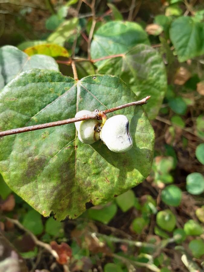 Disanthus cercidifolius fruit