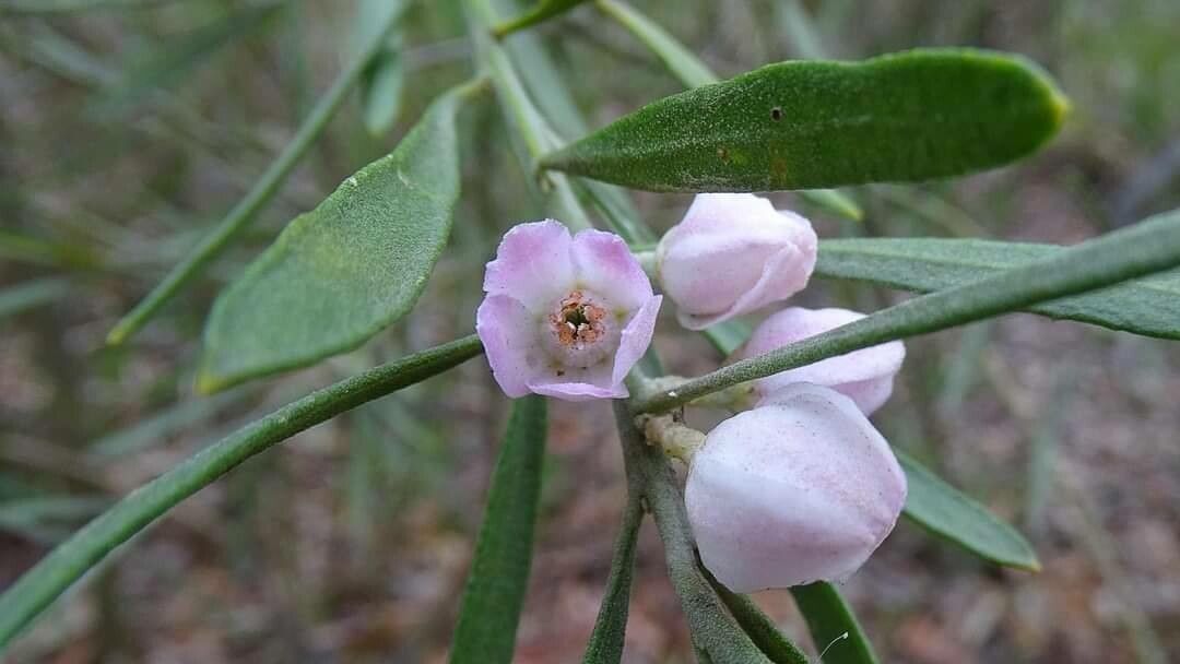 Crowea angustifolia — related species from the same genus