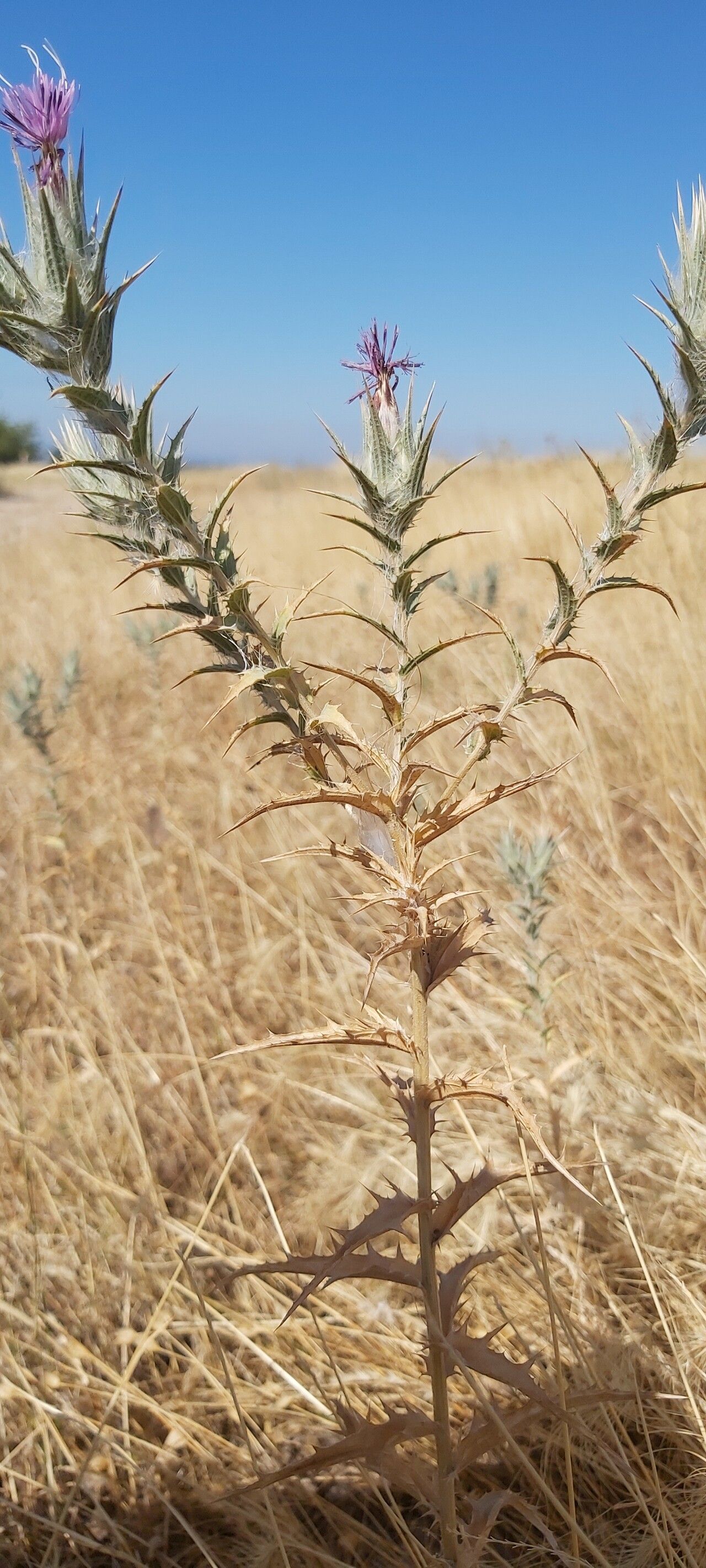 Carthamus dentatus leaf