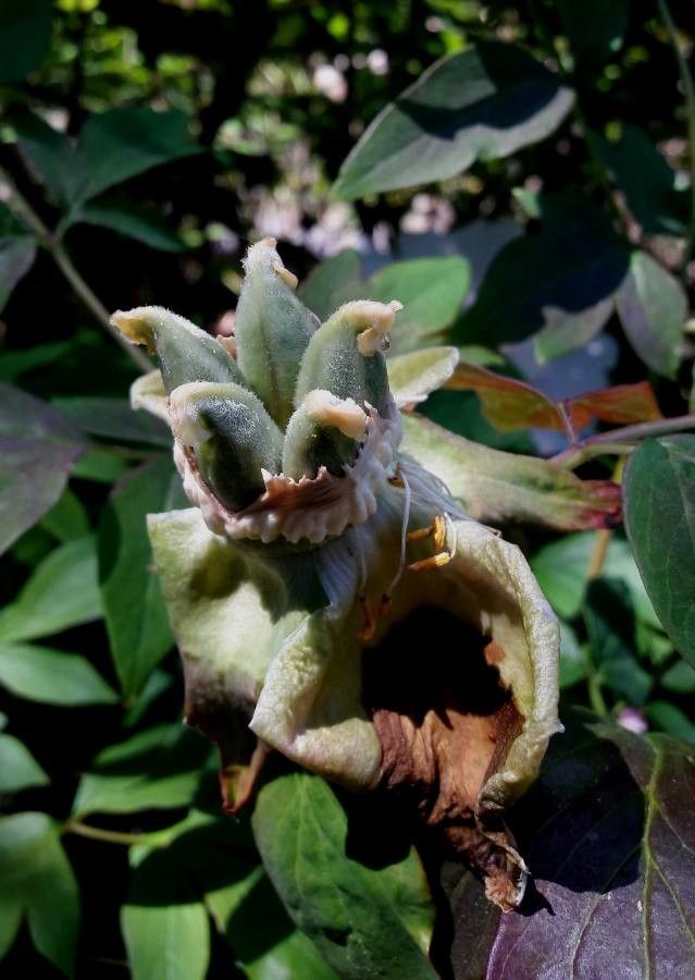 Paeonia rockii fruit