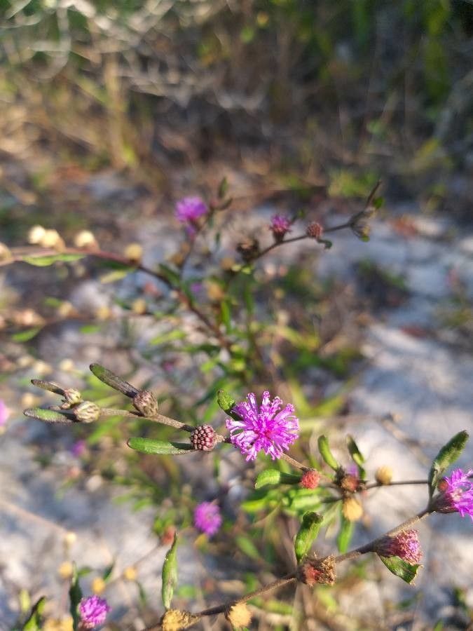 Lepidaploa araujoa flower