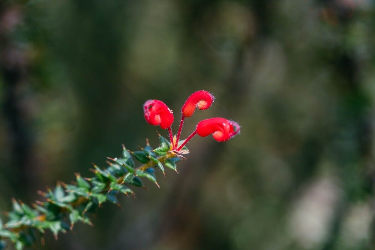 Grevillea asteriscosa — related species from the same genus
