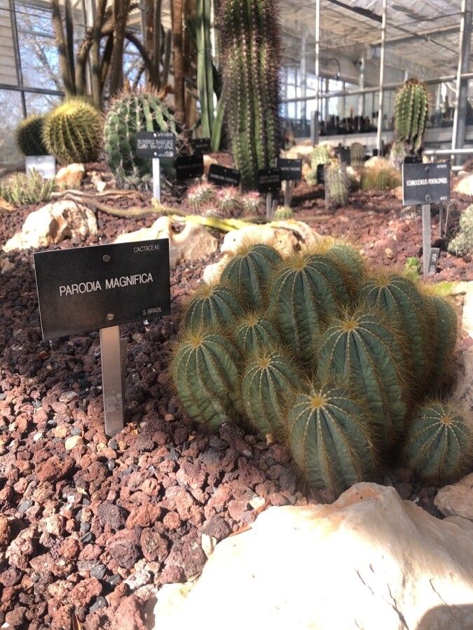 Parodia magnifica leaf
