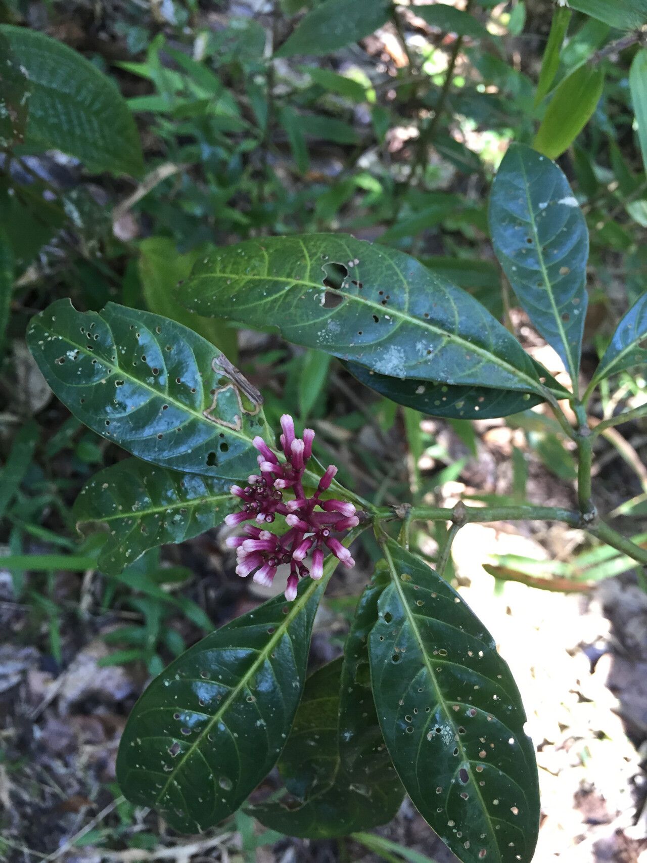 Chassalia ternifolia — houseplant care guide