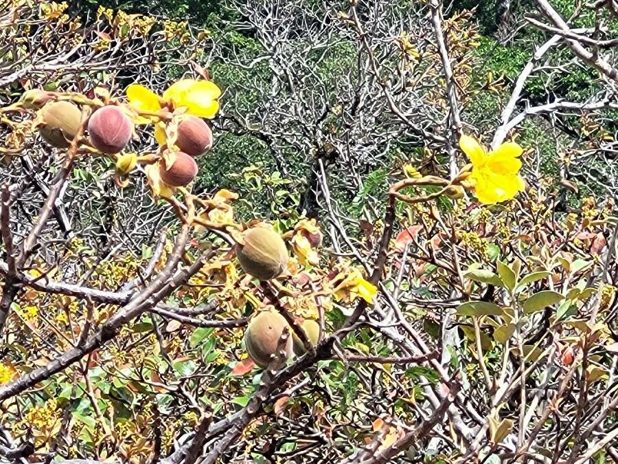 Cochlospermum vitifolium fruit