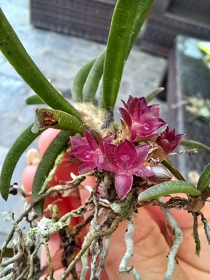Epidendrum strobiliferum flower