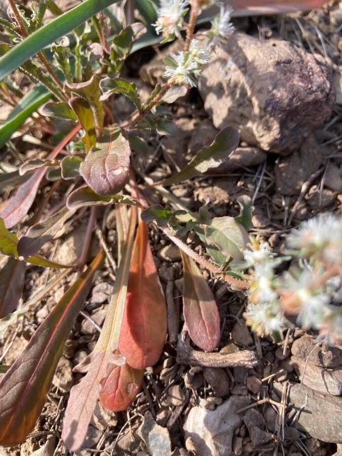Reseda phyteuma leaf