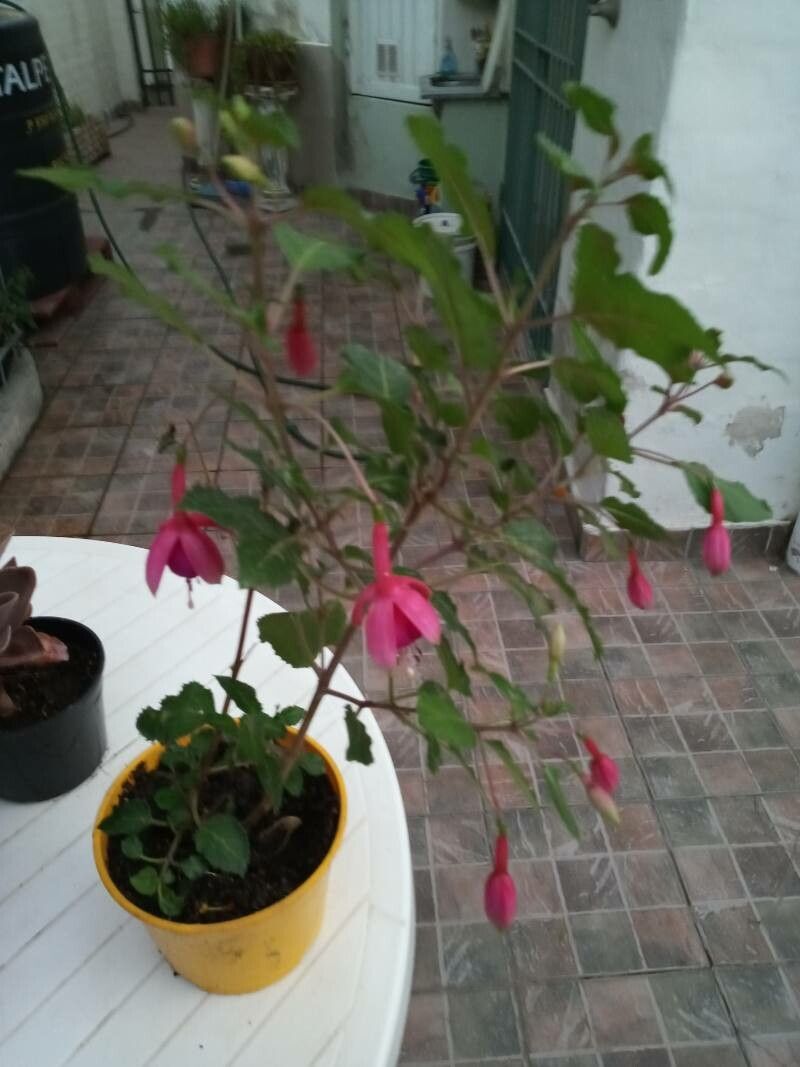 Fuchsia alpestris flower