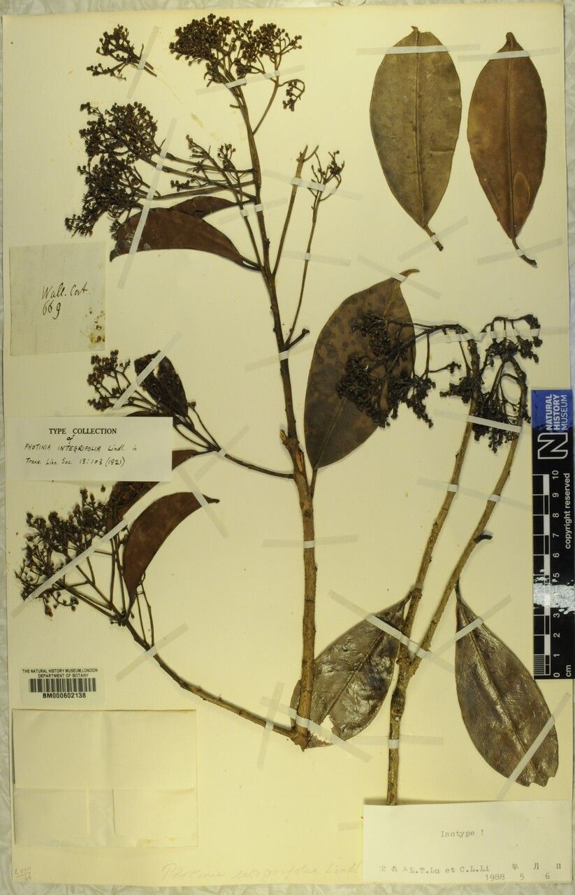 Photinia integrifolia — search result for 'Photinia'